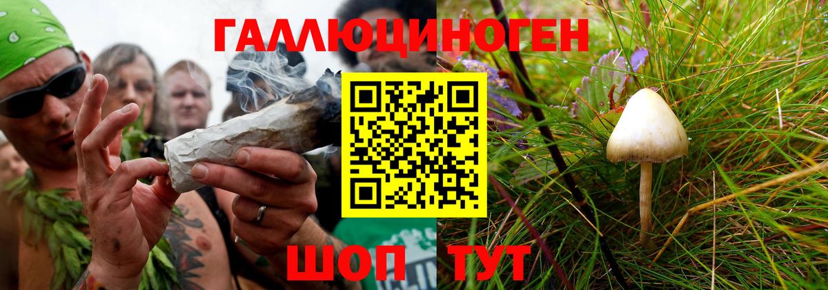 Галлюциногенные грибы Psilocybine cubensis Калининград