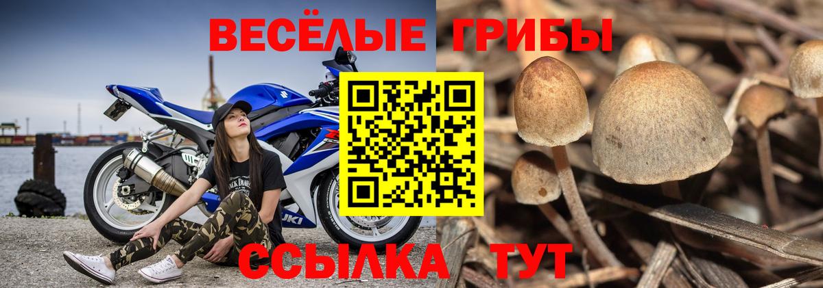 Галлюциногенные грибы Psilocybe  Псилоцибиновые грибы ЛСД  Калининград  Вход с VPN 